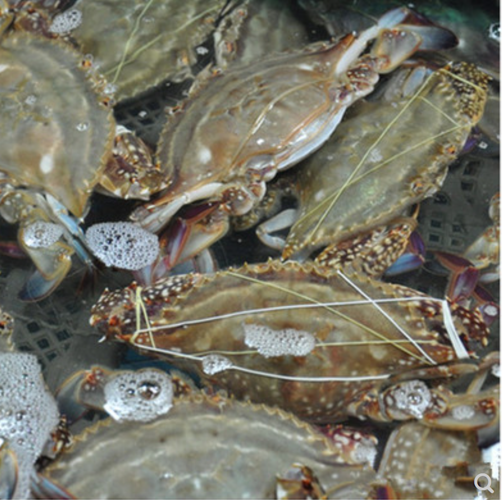 live blue crab1