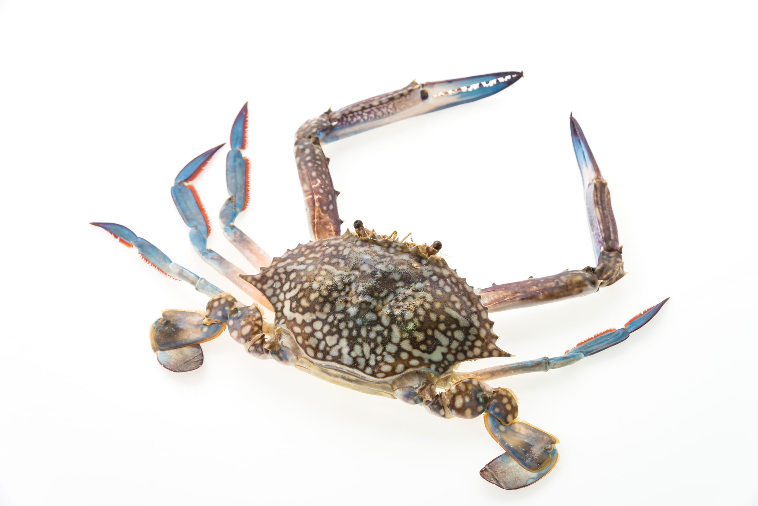 Raw crab