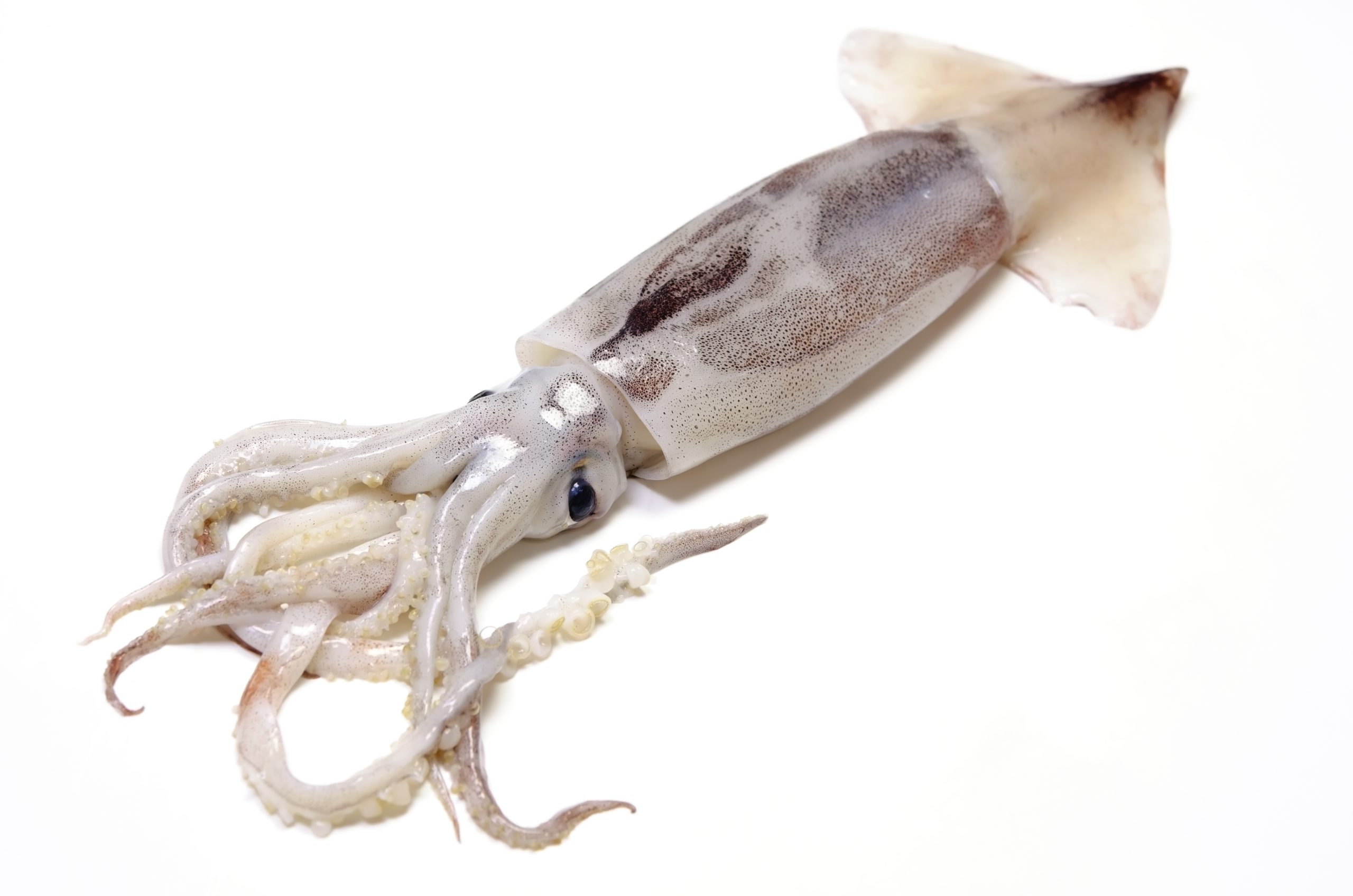 japanese common squid